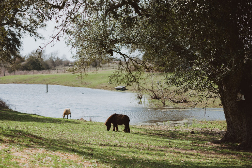 An afternoon by a lake in the Texas Hill Country with baby animals roaming around